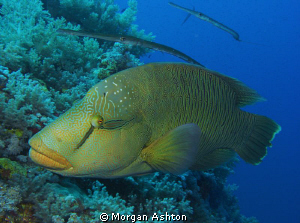 Napoleon Wrasse and friends at Big Brother. by Morgan Ashton 